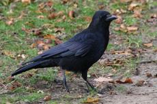 Rabe-23-10-09 019.jpg